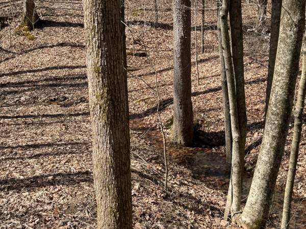 More of Tract 5 at Shawnee Woods
