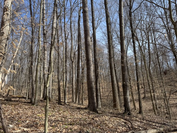 Tract 3 at Shawnee Woods property photo