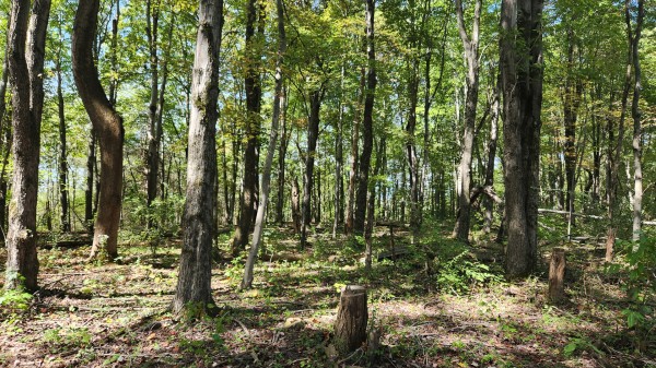 The Ponds at Poplar Ridge – Tract 15 property photo