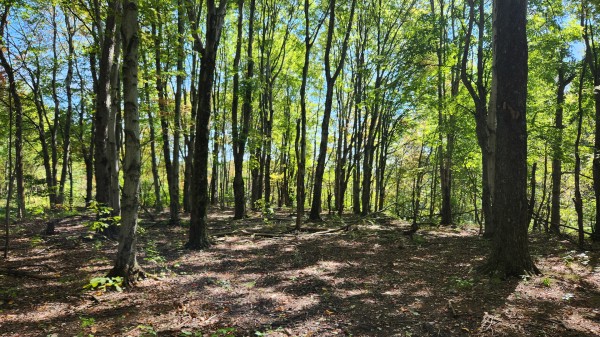 The Ponds at Poplar Ridge – Tract 15 property photo