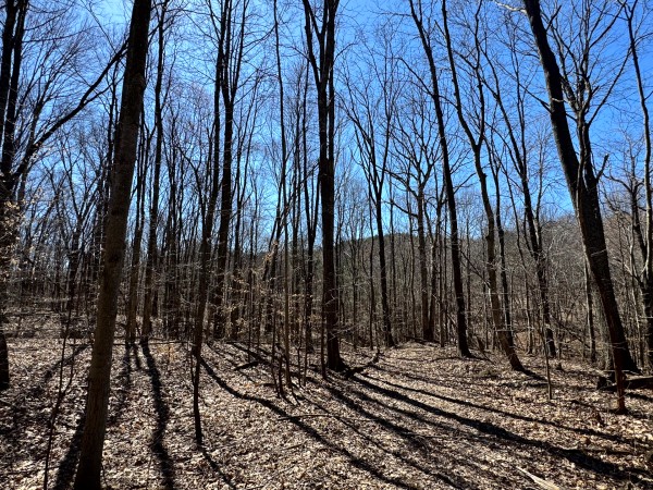 The Ponds at Poplar Ridge – Tract 15 property photo
