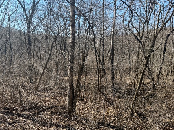 140 Acre - Sulphur Spring Rd property photo