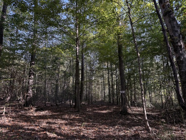 Tract 4 at Wolf Hill Estates property photo