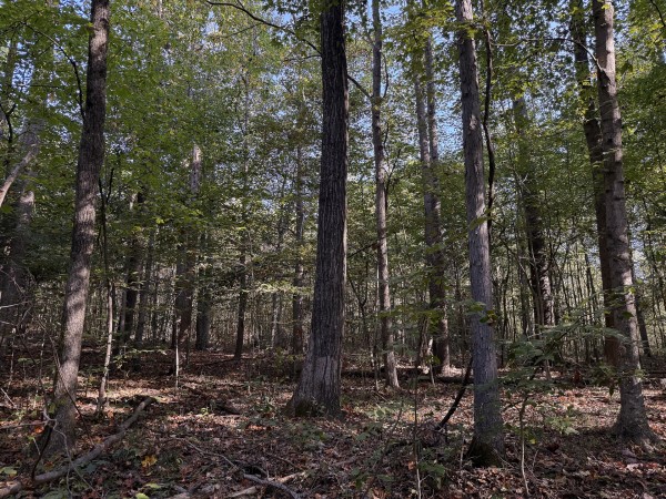 Tract 4 at Wolf Hill Estates property photo