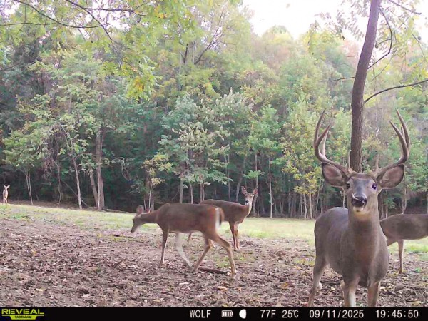 Tract 4 at Wolf Hill Estates property photo