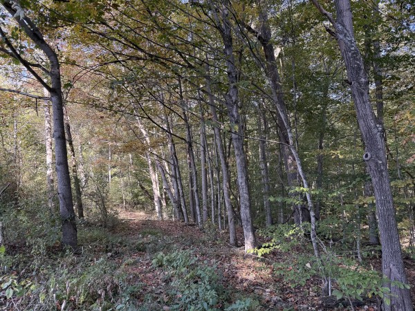 Tract 4 at Wolf Hill Estates property photo