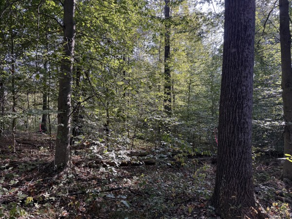 Tract 4 at Wolf Hill Estates property photo