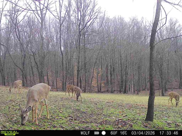 More of Tract 4 at Wolf Hill Estates