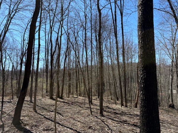 Lot 5 - The Woods at Turkey Run With Creek property photo