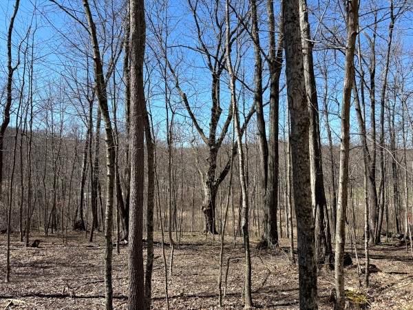 Lot 5 - The Woods at Turkey Run With Creek property photo