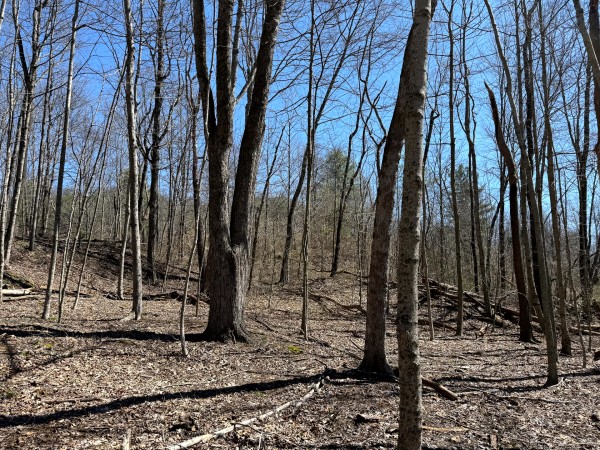 Lot 5 - The Woods at Turkey Run With Creek property photo