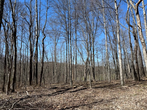 Lot 5 - The Woods at Turkey Run With Creek property photo