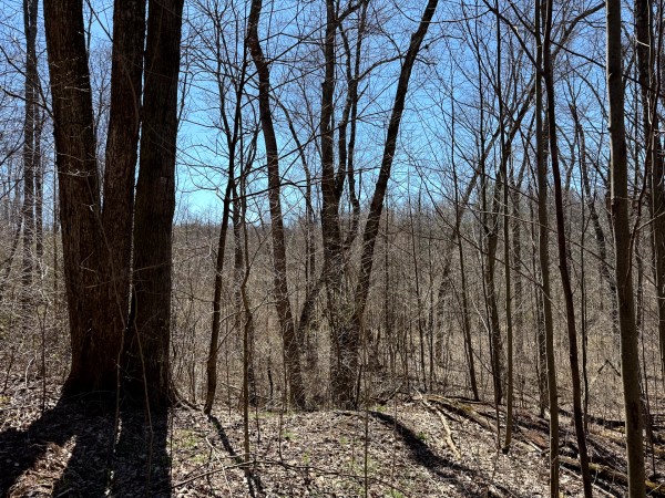 Lot 5 - The Woods at Turkey Run With Creek property photo