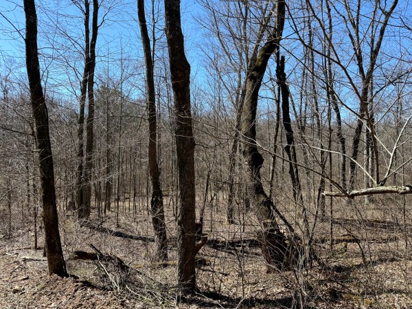 Lot 5 - The Woods at Turkey Run With Creek property photo