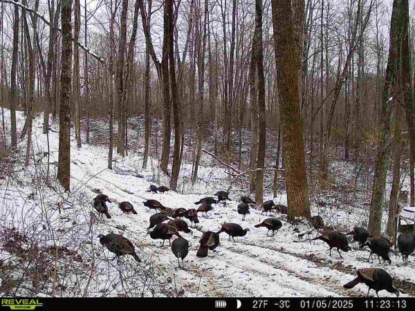 More of Lot 5 - The Woods at Turkey Run With Creek