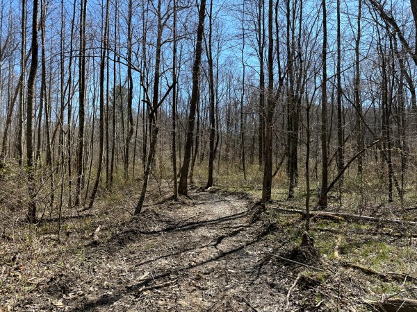 Lot 5 - The Woods at Turkey Run With Creek property photo