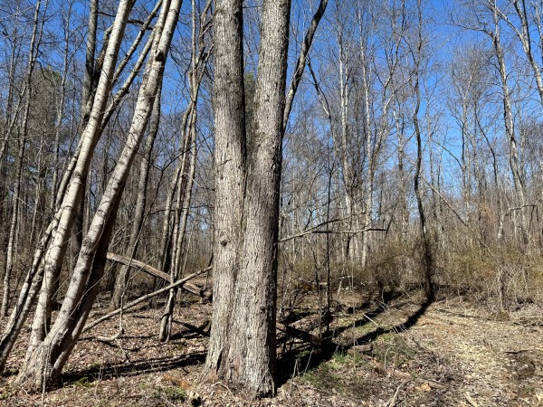 Lot 5 - The Woods at Turkey Run With Creek property photo