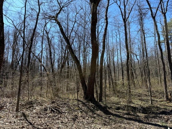 Lot 5 - The Woods at Turkey Run With Creek property photo