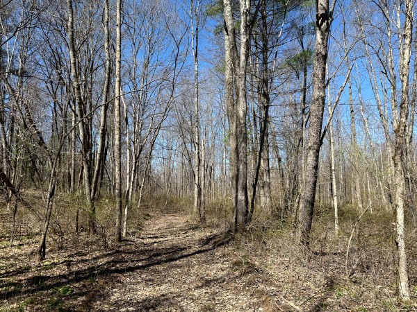 Lot 5 - The Woods at Turkey Run With Creek property photo