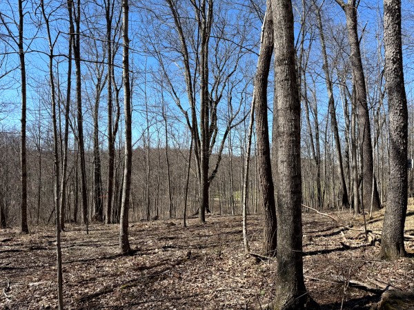 Lot 5 - The Woods at Turkey Run With Creek property photo