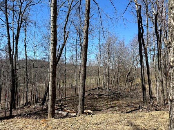 Lot 5 - The Woods at Turkey Run With Creek property photo