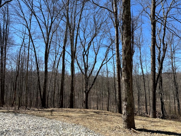Lot 5 - The Woods at Turkey Run With Creek property photo