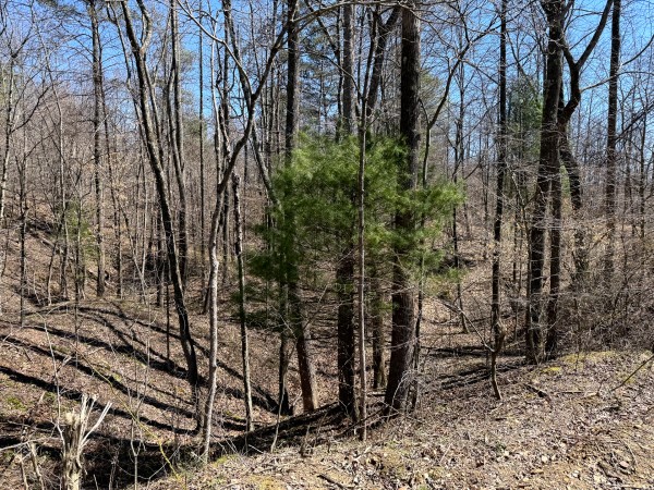 Lot 6 - The Woods at Turkey Run With Creek property photo