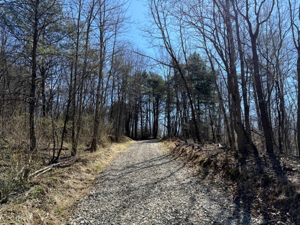 More of Lot 6 - The Woods at Turkey Run With Creek