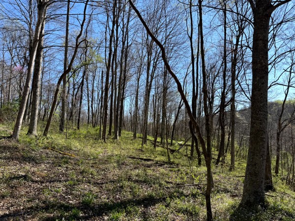 Tract 9 - The Woods at Little Kyger property photo