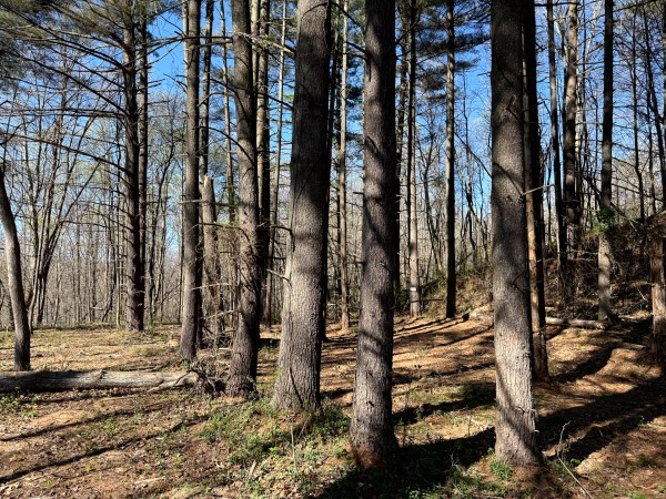 Tract 9 - The Woods at Little Kyger property photo