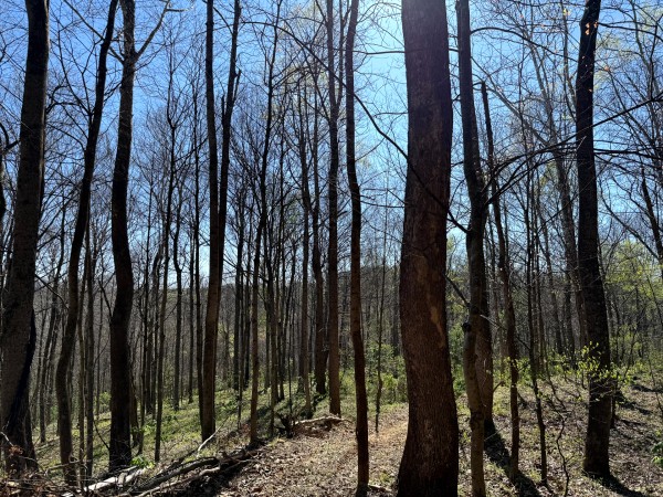 Tract 9 - The Woods at Little Kyger property photo