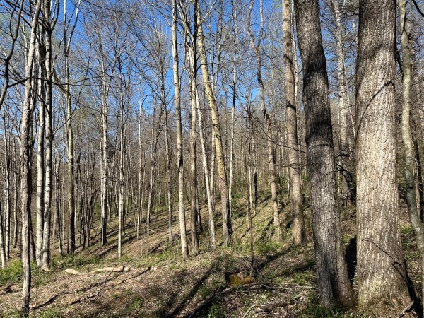 Tract 9 - The Woods at Little Kyger property photo