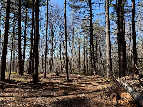 More of Tract 9 - The Woods at Little Kyger