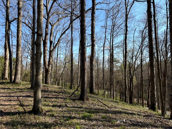 Tract 6 - The Woods at Little Kyger property photo