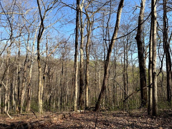 Tract 6 - The Woods at Little Kyger property photo
