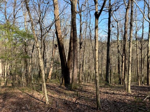 Tract 6 - The Woods at Little Kyger property photo
