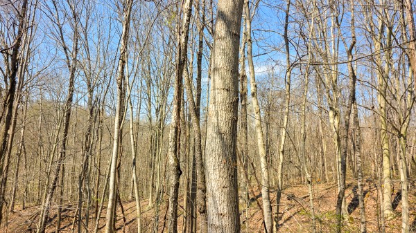 Tract 5 at Muskingum Woods property photo