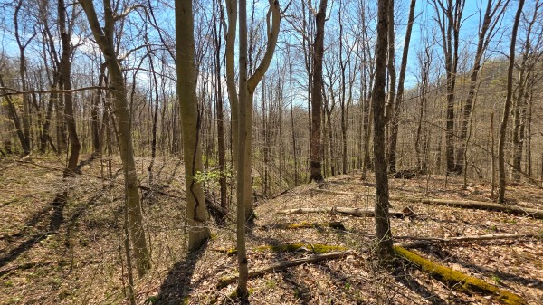 Tract 4 at Muskingum Woods property photo