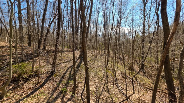 Tract 4 at Muskingum Woods property photo