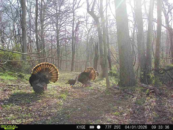 Tract 3 - The Woods at Little Kyger property photo