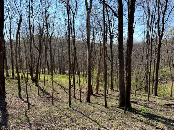 Tract 3 - The Woods at Little Kyger property photo