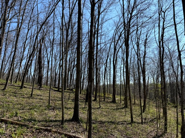 Tract 3 - The Woods at Little Kyger property photo