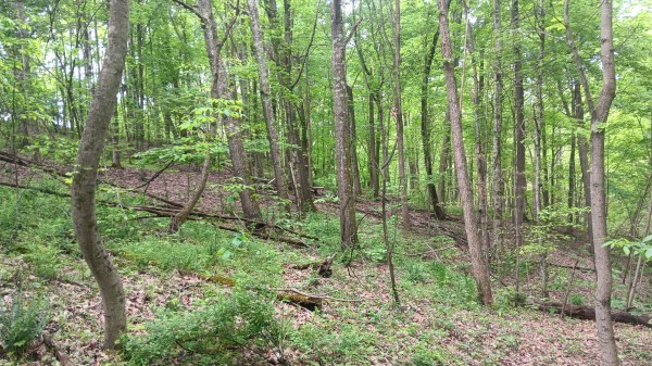 Tract 1 - Albany Hideaway property photo
