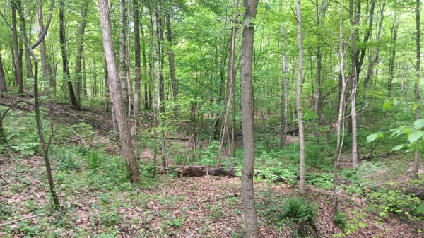 Tract 1 - Albany Hideaway property photo