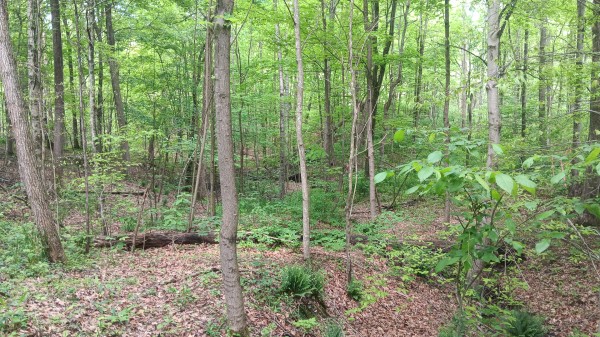 More of Tract 1 - Albany Hideaway