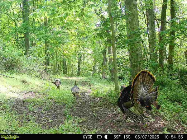 Tract 2 - The Woods at Little Kyger property photo