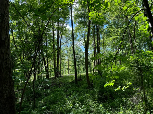 Tract 2 - The Woods at Little Kyger property photo