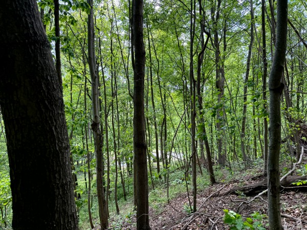 Tract 2 - The Woods at Little Kyger property photo