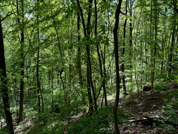 Tract 2 - The Woods at Little Kyger property photo