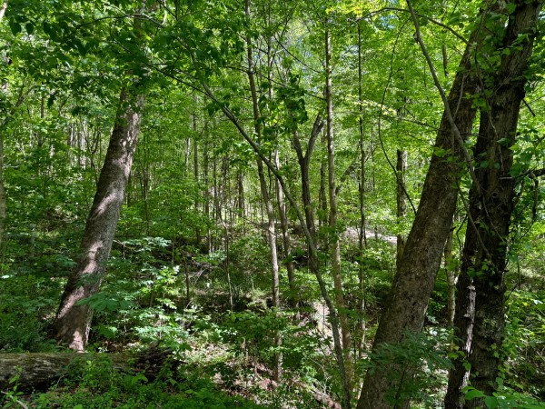 Tract 2 - The Woods at Little Kyger property photo